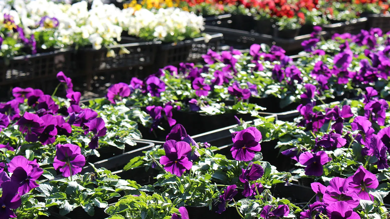 紫色のパンジーが一面に咲き誇る、花ノ停留所の花壇