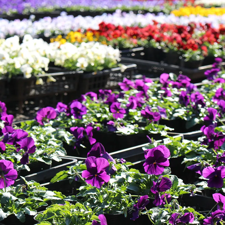 紫色のパンジーが一面に咲き誇る、花ノ停留所の花壇