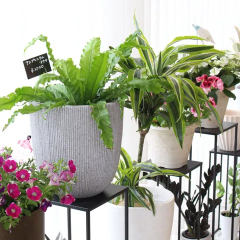 観葉植物と花を組み合わせた、モダンな室内植物のディスプレイ