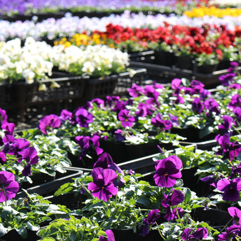 花苗を中心に多肉植物やハーブや季節の果樹苗などを販売しています。