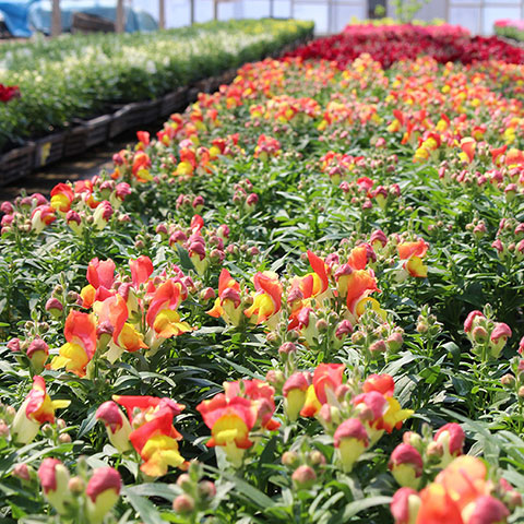 自ら土を作って種を蒔き、温度管理されたハウスで丁寧に育てています。